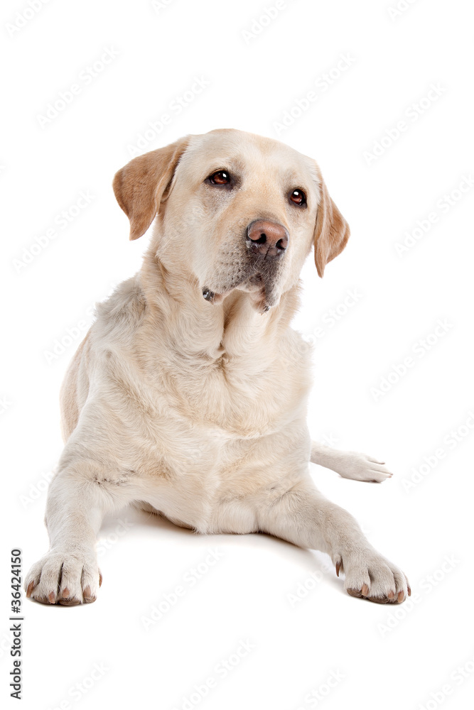 Yellow Labrador Yellow Labrador
