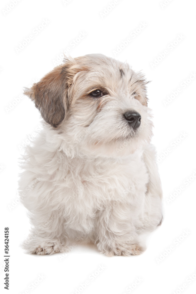 mix Maltese Puppy dog mix Maltese Puppy dog