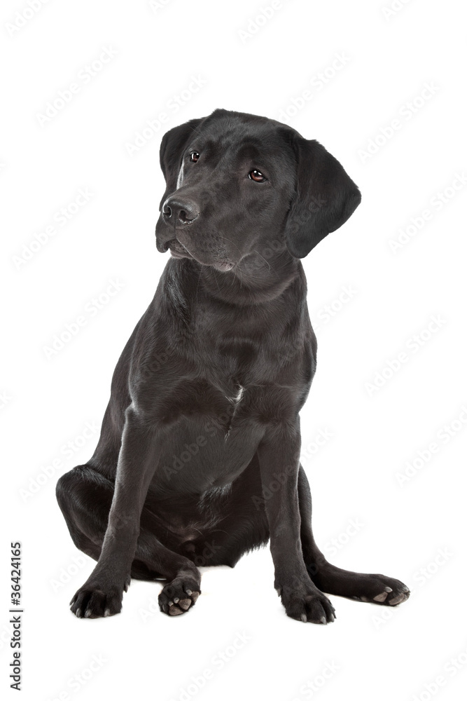 Black Labrador