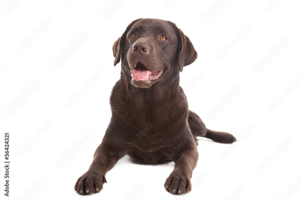 Chocolate Labrador