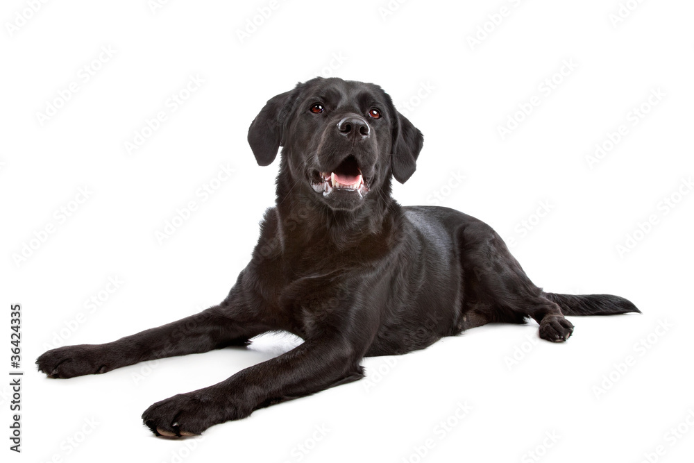 cross breed dog of a Labrador and a Flat-Coated Retriever