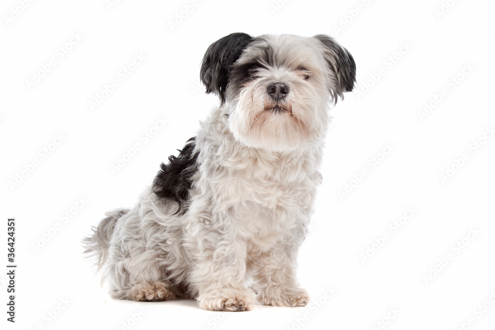 shih tzu shih tzu