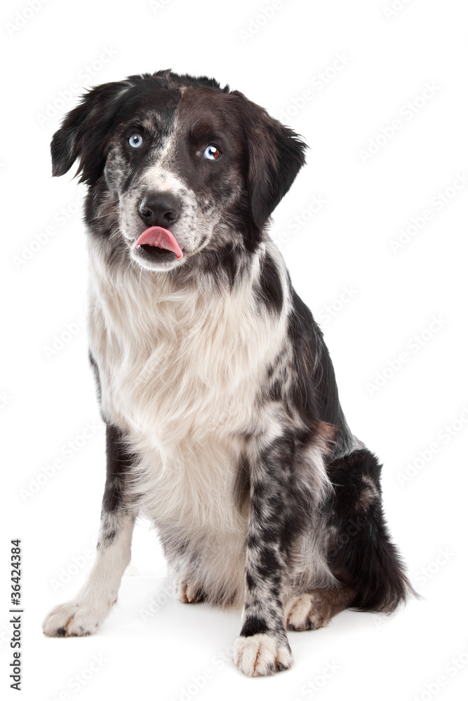 Australian Shepherd