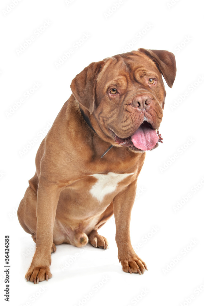 Dogue de Bordeaux