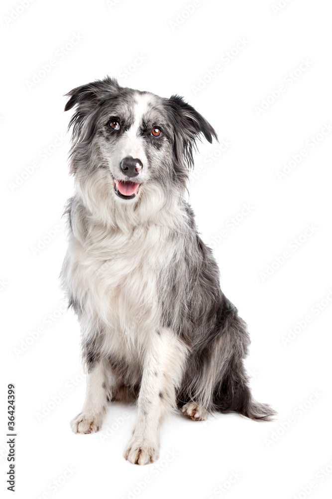Border Collie Border Collie