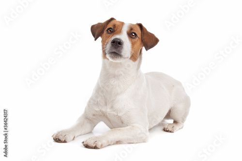 Tablou canvas Jack Russel Terrier