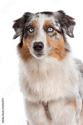 Australian Shepherd