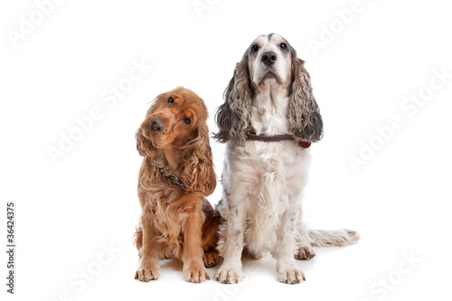 Two English Cocker Spaniel dogs