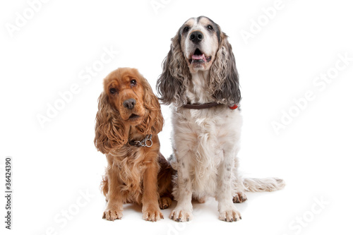 Photography Two English Cocker Spaniel dogs