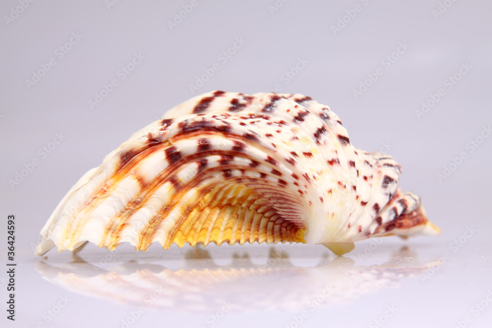 beautiful conch shells