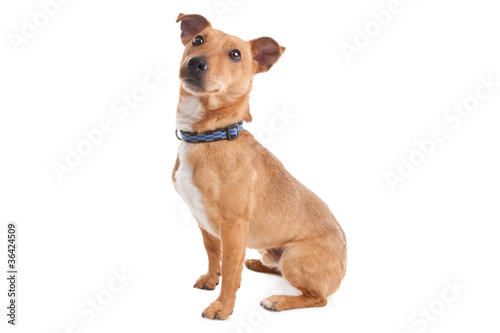 mixed breed dog