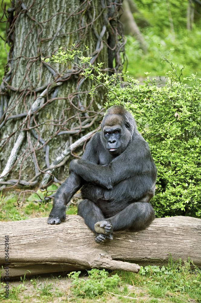 Naklejka premium Posing silverback