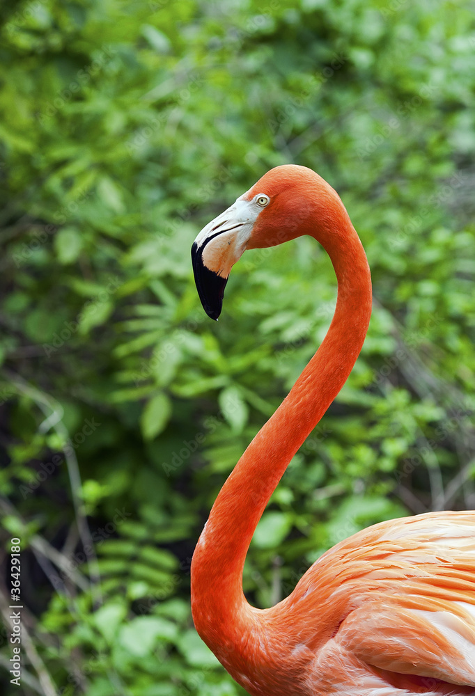 Obraz premium Pink Flamingo