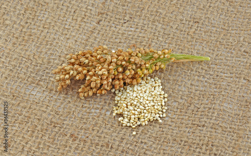 Millet plant  photo