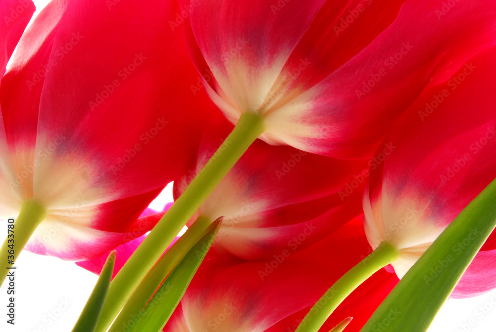 red tulips