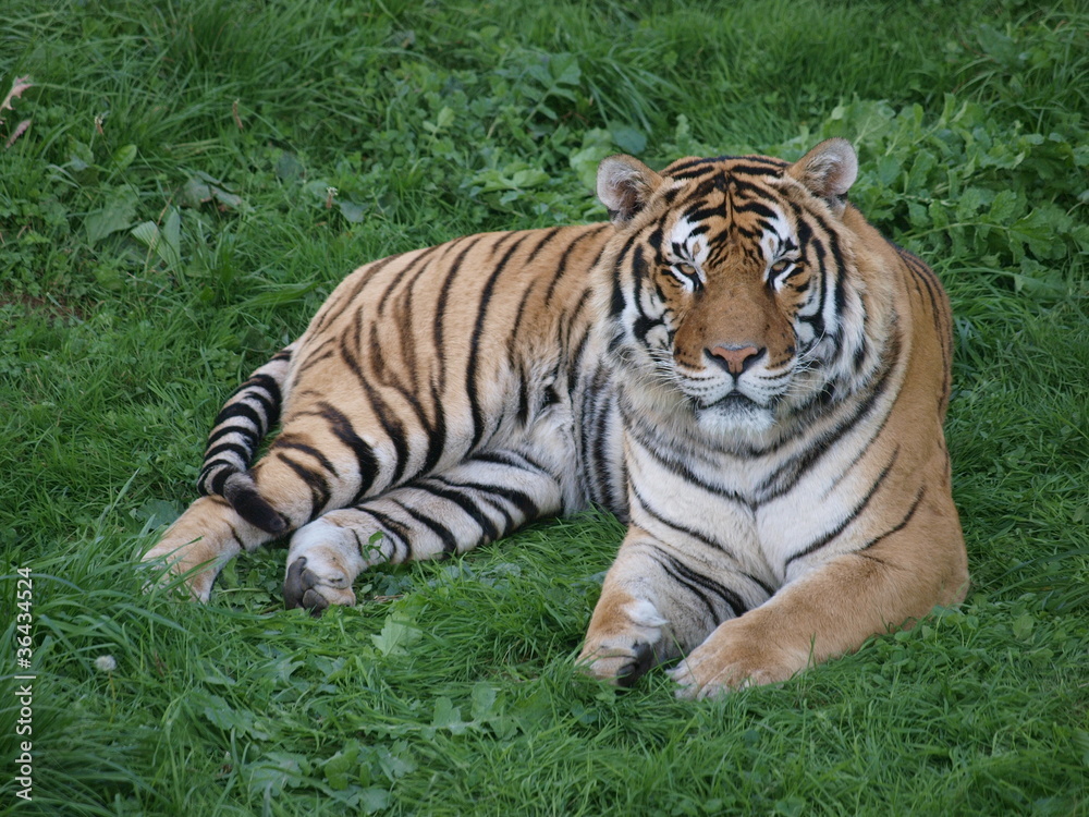 Obraz premium tigre
