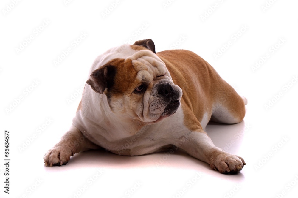 Hund englische Bulldogge liegend zwinkert mit Auge