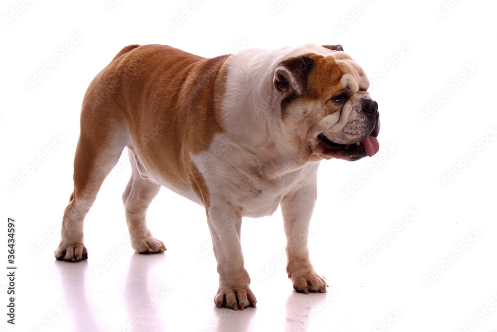 Hund englische Bulldogge seitlich