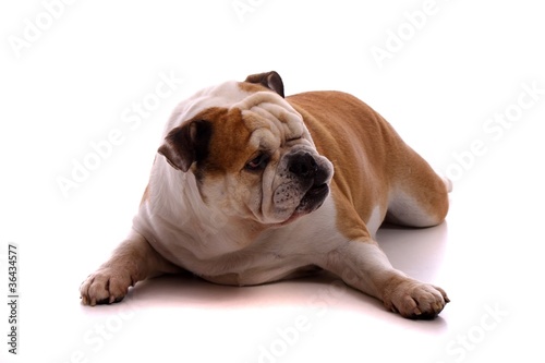 Hund englische Bulldogge liegend zwinkert mit Auge