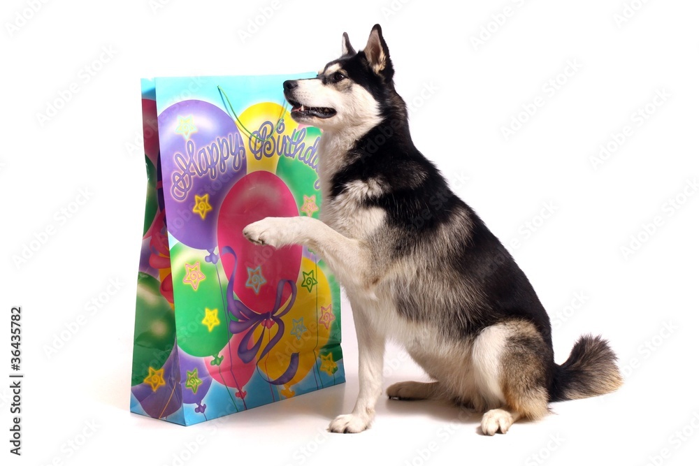 Hund Husky wünscht happy birthday Stock Photo | Adobe Stock