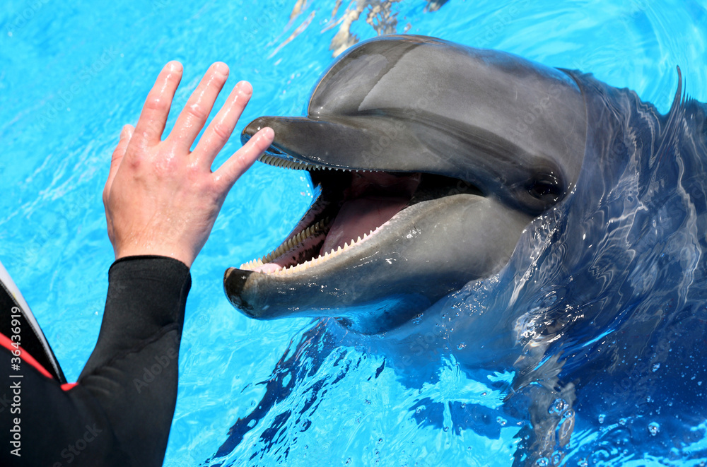 Obraz premium Man hand petting a dolphin