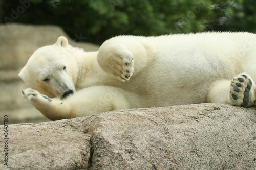 Eisbär