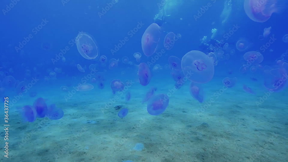 POV shot of a Scuba diver swimming through a swarm of Jellyfish. POV shot of a Scuba diver swimming through a swarm of Jellyfish.
