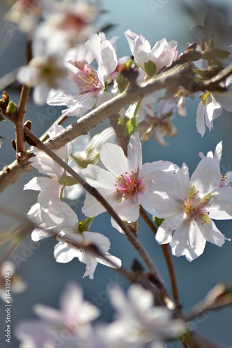 十月桜のアップ