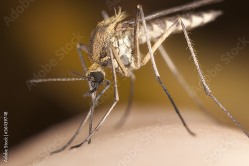 Mosquito sucking blood, extreme close-up © Henrik Larsson
