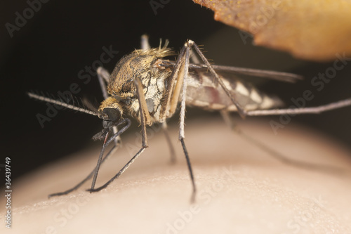 Mosquito sucking blood, extreme close up © Henrik Larsson