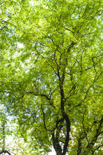 Tamarind tree cover