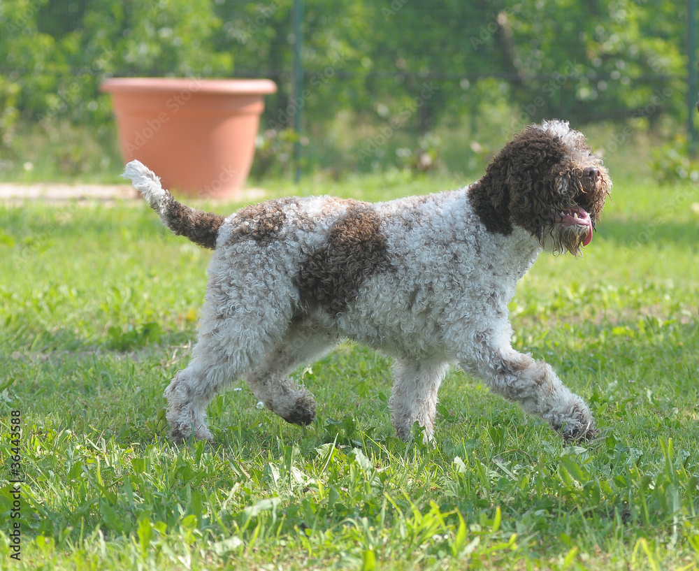 Fototapeta premium LAGOTTO