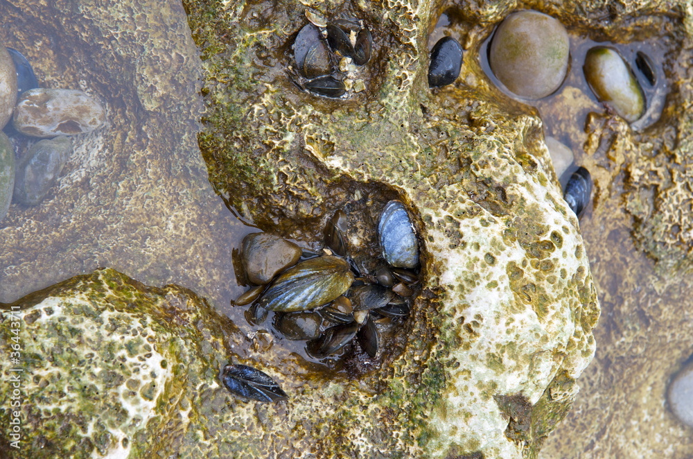 moules