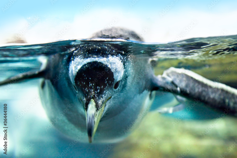 Obraz premium Penguin is under water