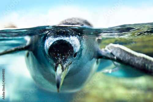 Penguin is under water