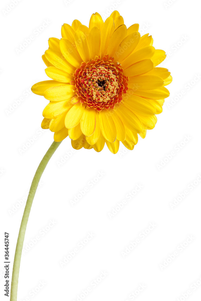 Yellow Flower