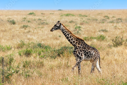 Giraffe foal