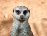 Meerkat  portrait