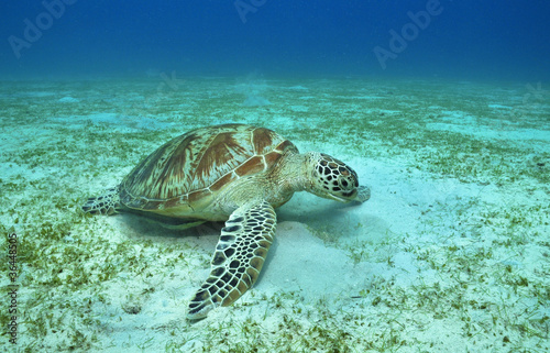 Grüne Meeresschildkröte © dieter76