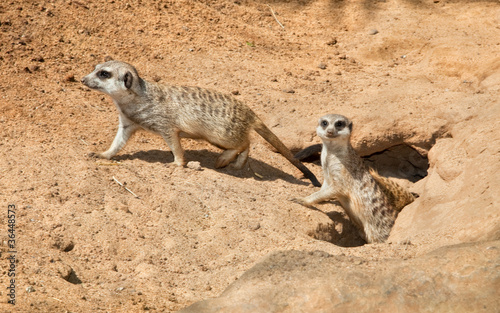 Family Meerkat,  going out from  their hole © Aleksandar Todorovic
