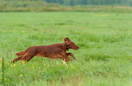 Obraz na płótnie setter