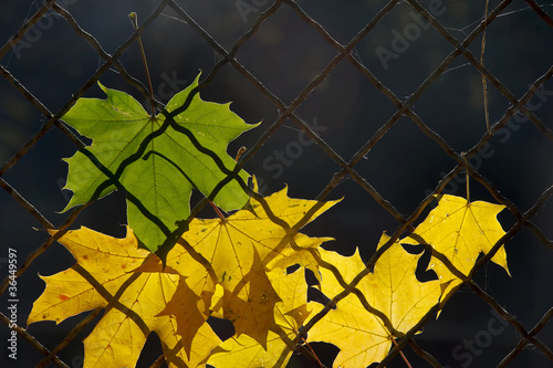 A fallen autumn leaf on a wire fence