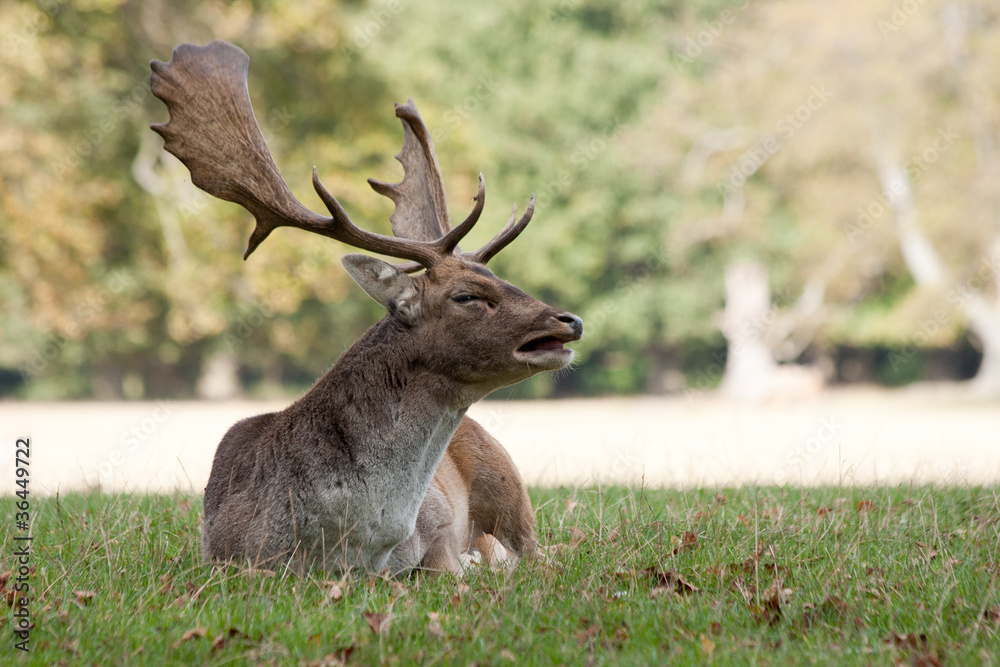 Fototapeta premium Stag sitting in the forest