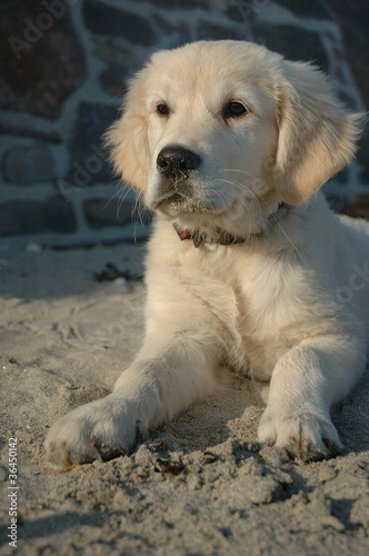 chiot golden retriever dans le sable