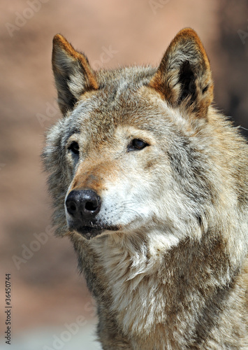 Portrait of Wolf