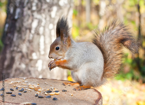 Red squirrel