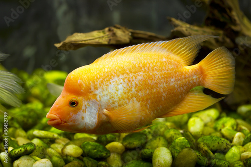 gold fish in an aquarium dolphin cichlid