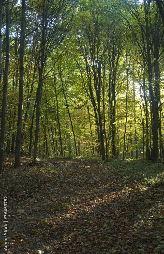 Obraz premium Autumn forest