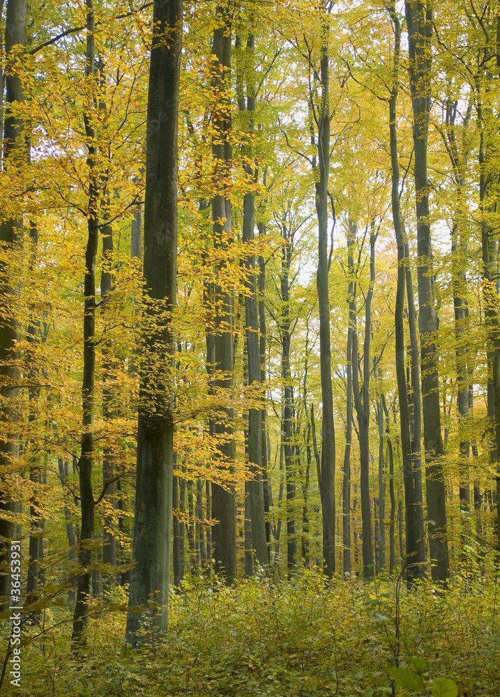 Fototapeta premium Autumn forest
