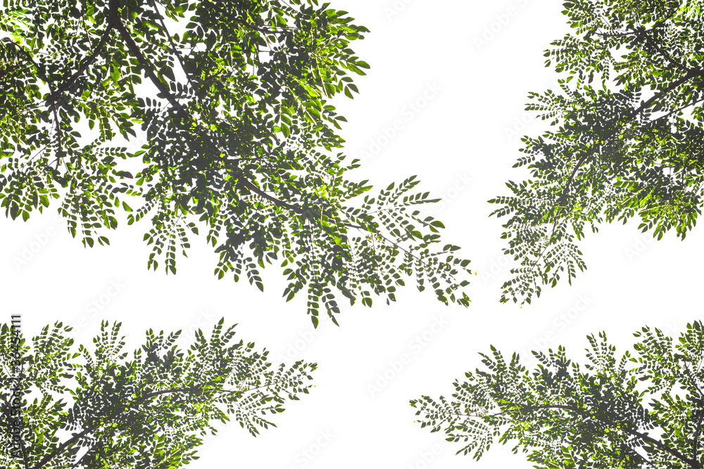 Leaf of tree with clipping path Leaf of tree with clipping path